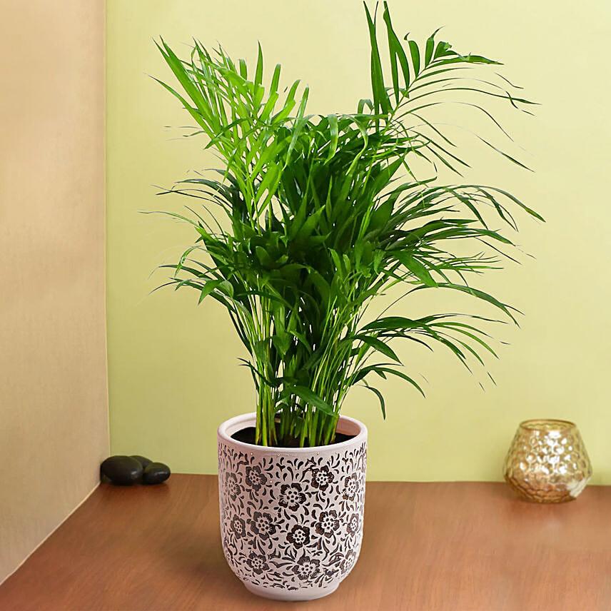 Areca Palm